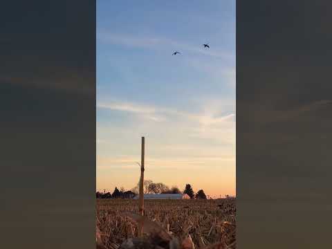 Cupped up #goosehunting #hunting #waterfowl #duckhunt