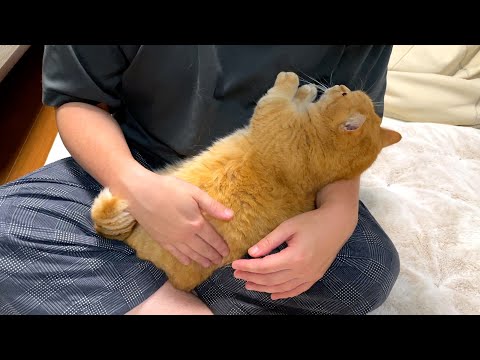 赤ちゃんみたいにパパのお腹をふみふみする猫