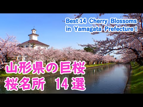 Best 14 Cherry Blossoms Viewing Spots in Yamagata Prefecture! / Spectacular Views of Japan