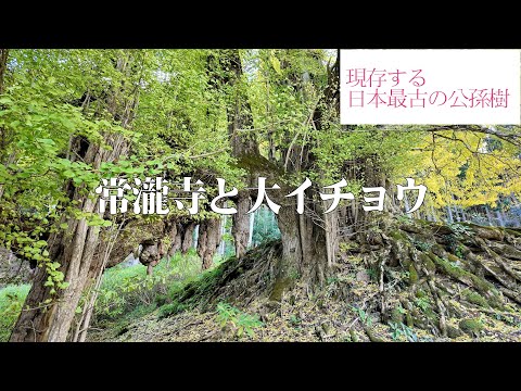 兵庫・丹波の寺社#25　常瀧寺と大イチョウ