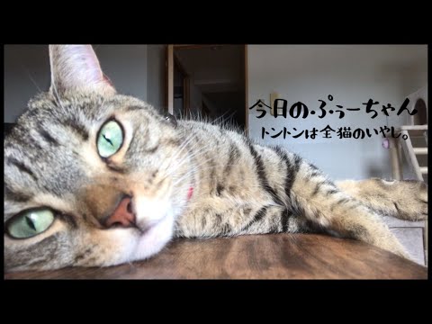 【トントンは全猫さんの癒しである】