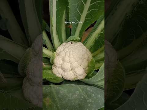 growing cauliflower at Home #gardening #terracegarden