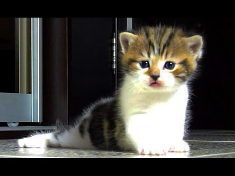 A lot of Cute Kittens And Funny Kittens Videos Compilation