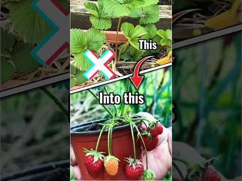 How to grow more strawberries free #strawberry #gardenhack