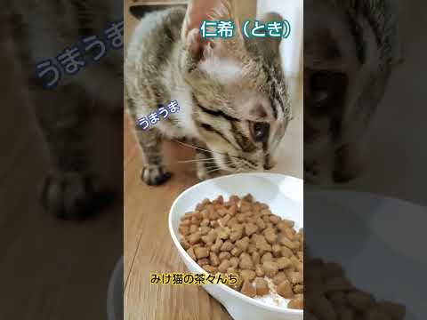 ご飯中子猫　#cutecat #子猫#保護猫#猫のいる暮らし #funny