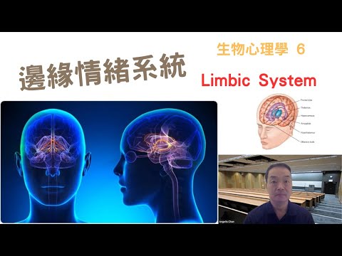 生物心理學06: #邊緣情緒系統 #limbicsystem #amygdala #hippocampus #thalamus #hypothalamus