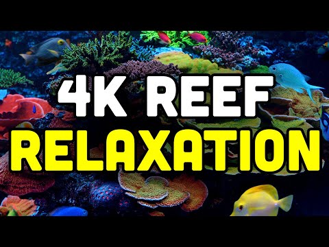 Reef and Relax in 4K! STUNNING Saltwater Aquarium from RAD!