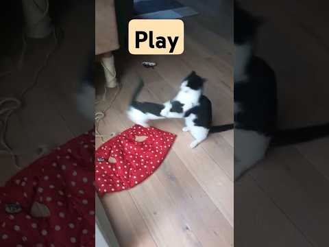 cat play #short #shorts #catsplaying #catshorts #catlover ♥️♥️♥️♥️♥️♥️♥️♥️♥️♥️♥️♥️♥️♥️♥️♥️