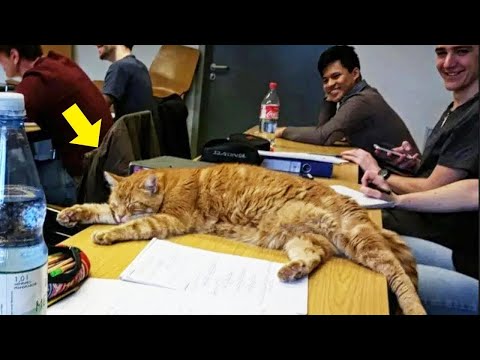 This Cat Came To Campus Every Day, And The Reason Will Amaze You!