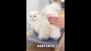 厚实又便宜！ #新手养猫 #超便宜超划算 #萌宠好物