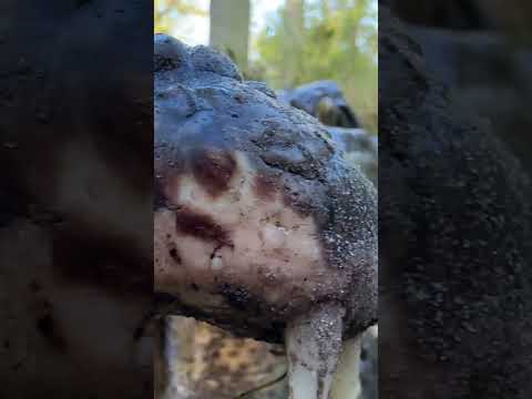 Shelia the Saltwater Crocodile gets a radio call! #gatorland #crocodile #shortsfeed