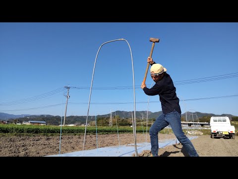 野菜の支柱立て🍆ナス栽培で支柱を使い固定する方法！農家のお仕事何にやってんの？