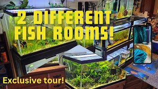 Exclusive Tour of my TWO Fishrooms (Breeding for Profit and Show Tanks)