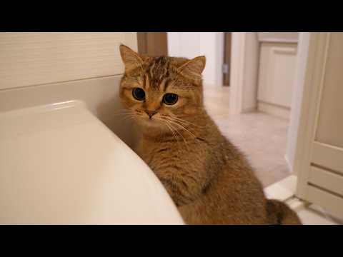 My bath was so long that the kittens came to see me, worried!