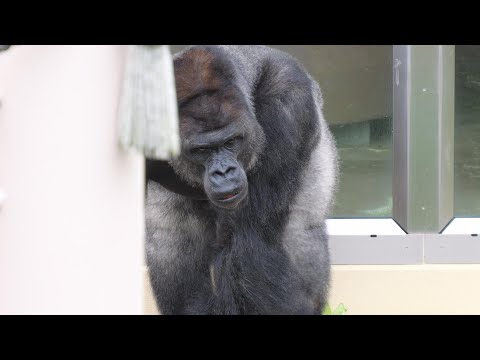 Shabani family rarely goes outside now that Nene is resting.　Higashiyama Zoo Gorilla 202411