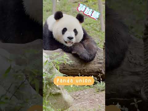 パンダの世界へようこそ！
Welcome to panda’s world!