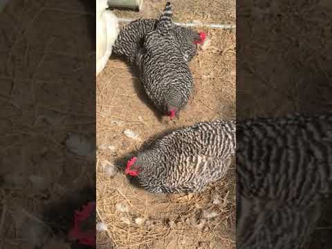 Chickens Find use for Green House | Chickens Take Over #shorts