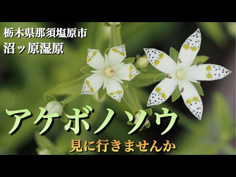 【季節の花】 9月 アケボノソウを見に行こう！ 関東からアクセスしやすい場所　栃木県那須塩原市「沼ッ原湿原」