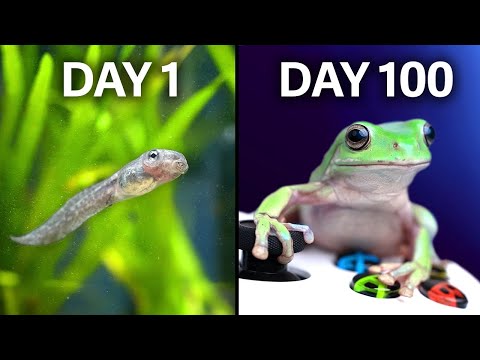 Teaching Frogs to Play Videogames!