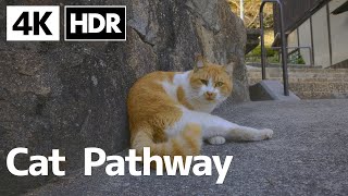 【4K HDR】Onomichi Cat Pathway walk - Hiroshima, Japan