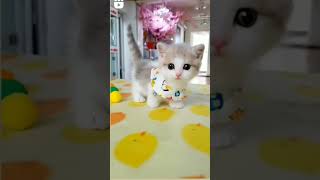 cute kitty | cute kitten #cutekitten #cutekitty #cutecat #cutekittenmeowing #cutemeowmeow #meowmeow