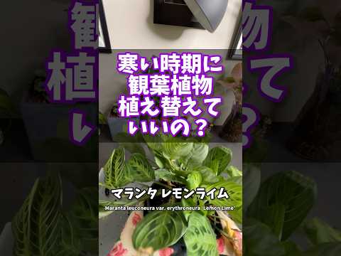 寒い時期に観葉植物を植え替えていいの？  #観葉植物 #plants #houseplants #マランタ #植え替え