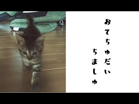 どんなに忙しくても 仔猫の手だけは借りませんよ