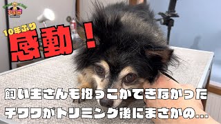 噛み犬トリミング後にチワワが抱っこをせがむ驚きの行動を！！