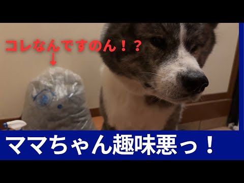 【Akita dog】アレを集めてみた