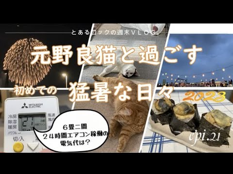 元野良猫と過ごす初めての猛暑な日々　epi.21　｜７月の電気代｜エアコンフル稼働｜保護猫｜夏祭り｜花火｜てんむす