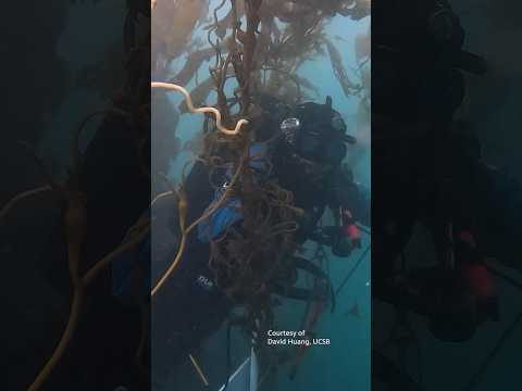 A Day in the Life of a Diver Monitoring the World's Largest Artifical Rocky Reef