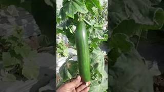 Grow Jumbo #cucumber in #greenhouse #polyhouse #agriculture  #farminglife #shortvideo  #ytshorts