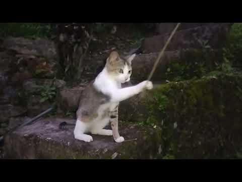 Hilarious Cat Playing with Sticks: Must-See Moments