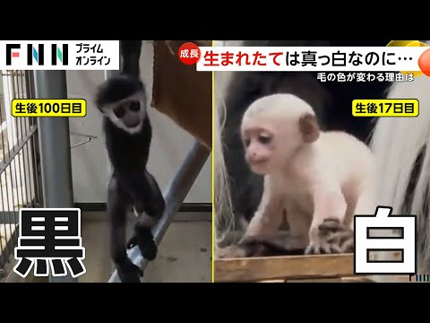 真っ白な赤ちゃんサル！アビシニアコロブスの「イエモン」が大人気　日本モンキーセンター（2024.11.06放送）