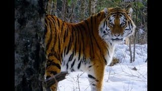 The wild siberian tiger in Sikhote-Alin