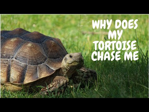 Why Does My Tortoise Chase Me