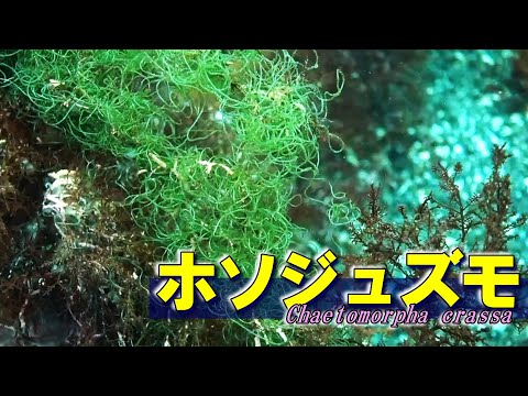 【 ホソジュズモ 】絡んで生きる海藻の糸　Chaetomorpha crassa