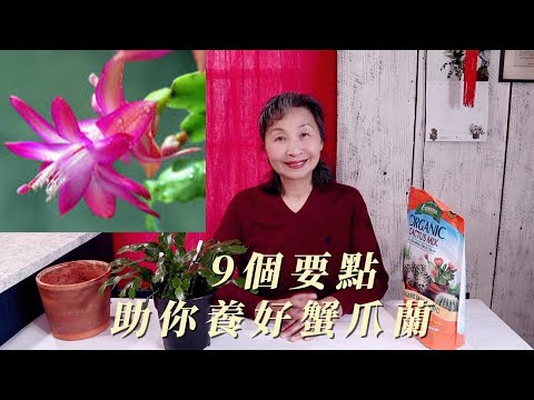 【園藝】9個要點助你養好蟹爪蘭Cactus｜給蟹爪蘭換盆要用什麼土