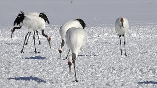 間近で会える丹頂たち 4K The red-crowned cranes who can meet in person