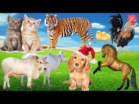 Collection of cute animals: Dog, Cat, Horse, Chick, Tiger, Cow... Animal moments