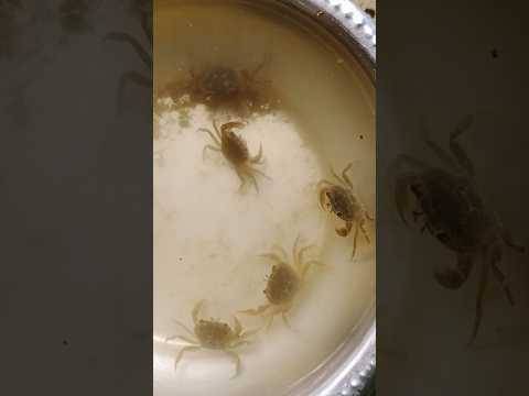 #crabs #crab #water #animals #పీతలు #telangana #femous_song #ytshortsindia #youtubeshorts