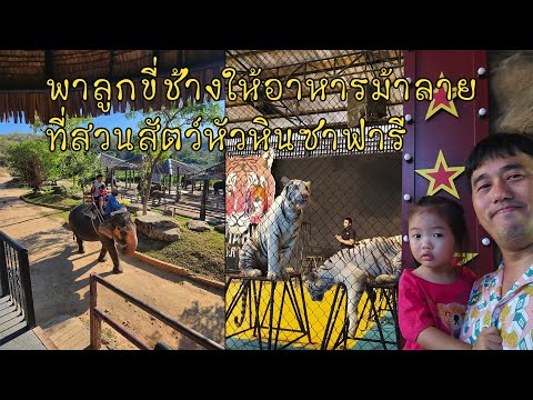 รีวิวพาลูกขี่ช้างให้อาหารม้าลายที่สวนสัตว์หัวหินซาฟารี Huahinsafari & Adventure Park