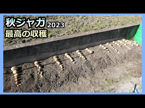 【秋ジャガ 過去一の収穫】施肥方法決定！ 家庭菜園30年目