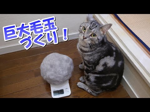 猫の巨大毛玉作り！ブラッシングと抜け毛（アメリカンショートヘア）