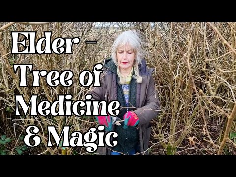 Elder - Tree of Magic and Medicine