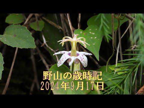 野山の歳時記　十五夜の月と山野の花　2024年9月17日