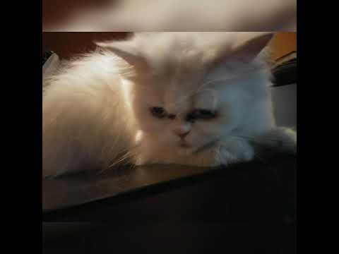 Persian cat. my cat name pretty