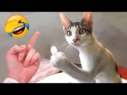 Funniest Animals 2023 - Funny Cats and Dogs - Funny Animal Videos #20