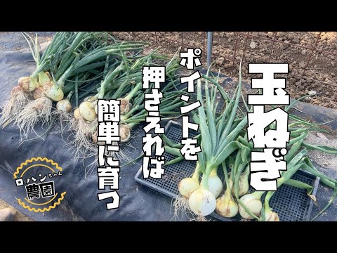 最初が肝心！！【玉ねぎ栽培】　弱った苗も復活させれば全然使える！【農家の家庭菜園】【たまねぎ】【タマネギ】