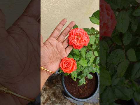 Today's Bloom in our garden❤️ #minivlog #gardening #roseplant #vlogtamil #rose #trendingshorts